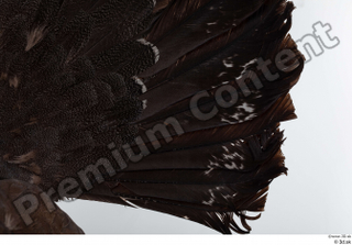 Western capercaillie tail 0006.jpg